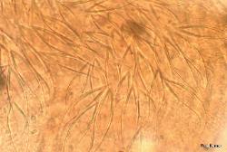 Hohenbuehelia petaloides pleurocystidia