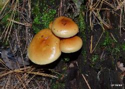 Hypholoma capnoides