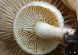 Hypholoma capnoides