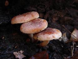 Hypholoma sublateritium