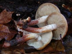 Hypholoma sublateritium