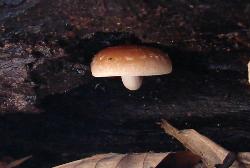 Hypholoma sublateritium