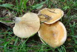 Lactarius psammicola