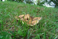 Lactarius psammicola