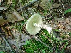 Leccinellum albellum