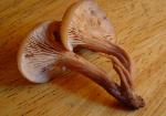 Lentinellus cochleatus