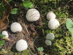 Lycoperdon curtisii