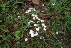 Lycoperdon curtisii