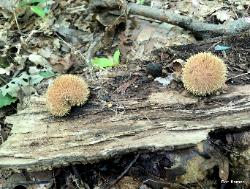Lycoperdon echinatum