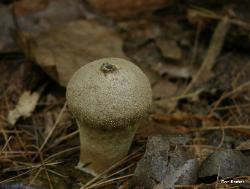 Lycoperdon perlatum