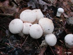 Lycoperdon perlatum