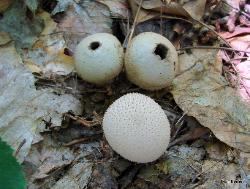 Lycoperdon perlatum