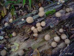 Apioperdon pyriforme