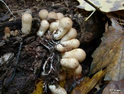 Apioperdon pyriforme