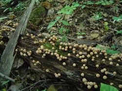 Apioperdon pyriforme