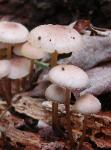 Mycena inclinata