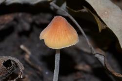 Mycena leptophylla