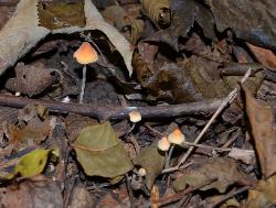 Mycena leptophylla