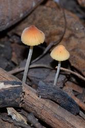 Mycena leptophylla