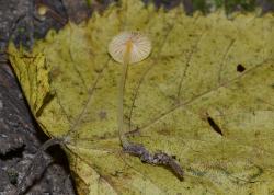 Mycena leptophylla tap root