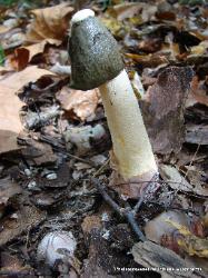 Phallus ravenelii