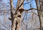 Phellinus robiniae