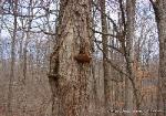 Phellinus robiniae