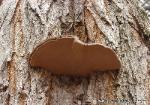Phellinus robiniae