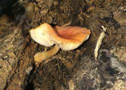 Pluteus aurantiorugosus