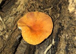 Pluteus aurantiorugosus