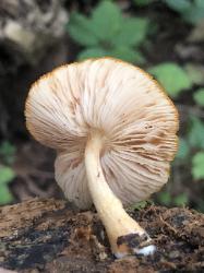 Pluteus aurantiorugosus