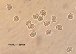 Pluteus aurantiorugosus micro