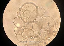 Pluteus aurantiorugosus micro