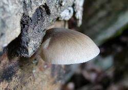 Pluteus longistriatus