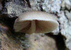 Pluteus longistriatus