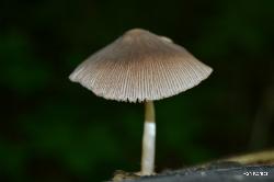 Pluteus longistriatus
