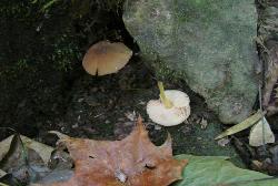 pluteus romellii 
