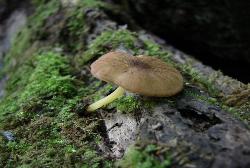 pluteus romellii 