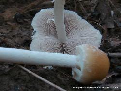 Psathyrella candolleana
