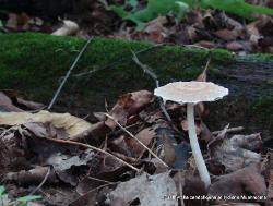 Psathyrella candolleana