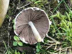 Psathyrella candolleana