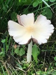 Psathyrella candolleana