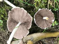 Psathyrella candolleana