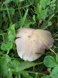 Psathyrella candolleana