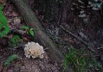 Sparassis spathulata