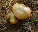suillus granulatus