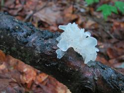 Tremella fuciformis