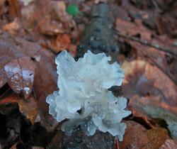 Tremella fuciformis