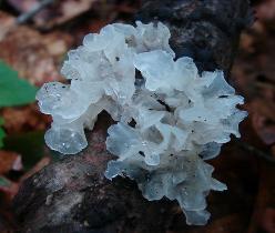 Tremella fuciformis