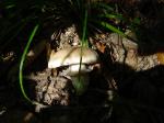 Tricholoma caligatum